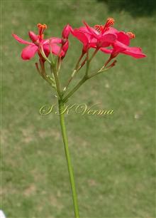  Inflorescence with male flowers (female flowers fallen)